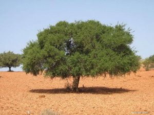 Argane