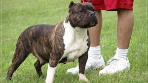 Pitbull